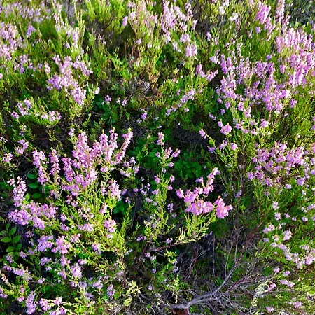 Σπίτι διακοπών Veela Metsamaja Noarootsi