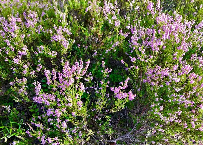 度假居 Veela Metsamaja 诺鲁迪斯